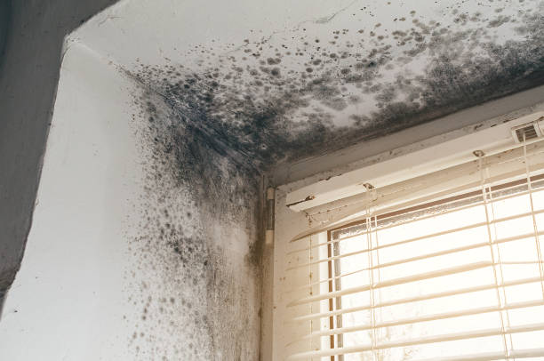 Affordable Crawl Space Mold Removal solutions in Moonachie, NJ